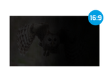 NATEC privacy filter Owl 13.3inch 16:9